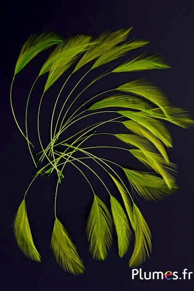 Coq filant - 10-15 cm - lime